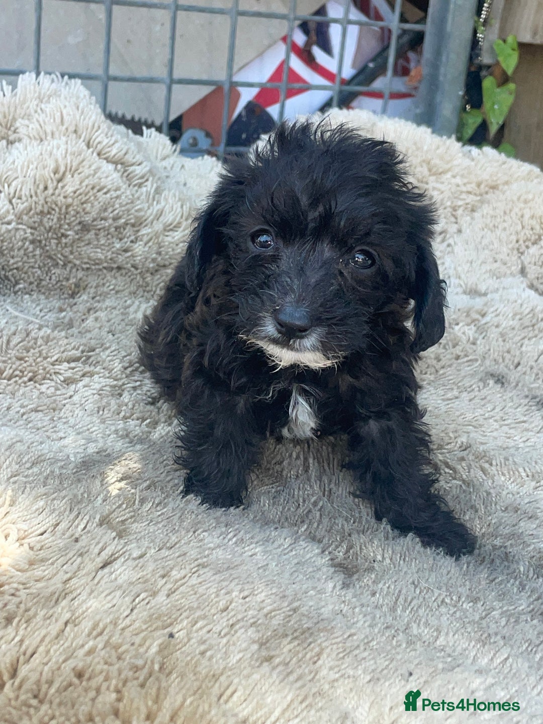 Doxiepoo dogs for sale: Doxiepoos - Image 13