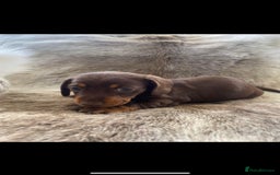 Miniature Dachshund dogs for stud: PROVEN-KC STUD minature smooth haired dachshund in Catterick Garrison - Image 12