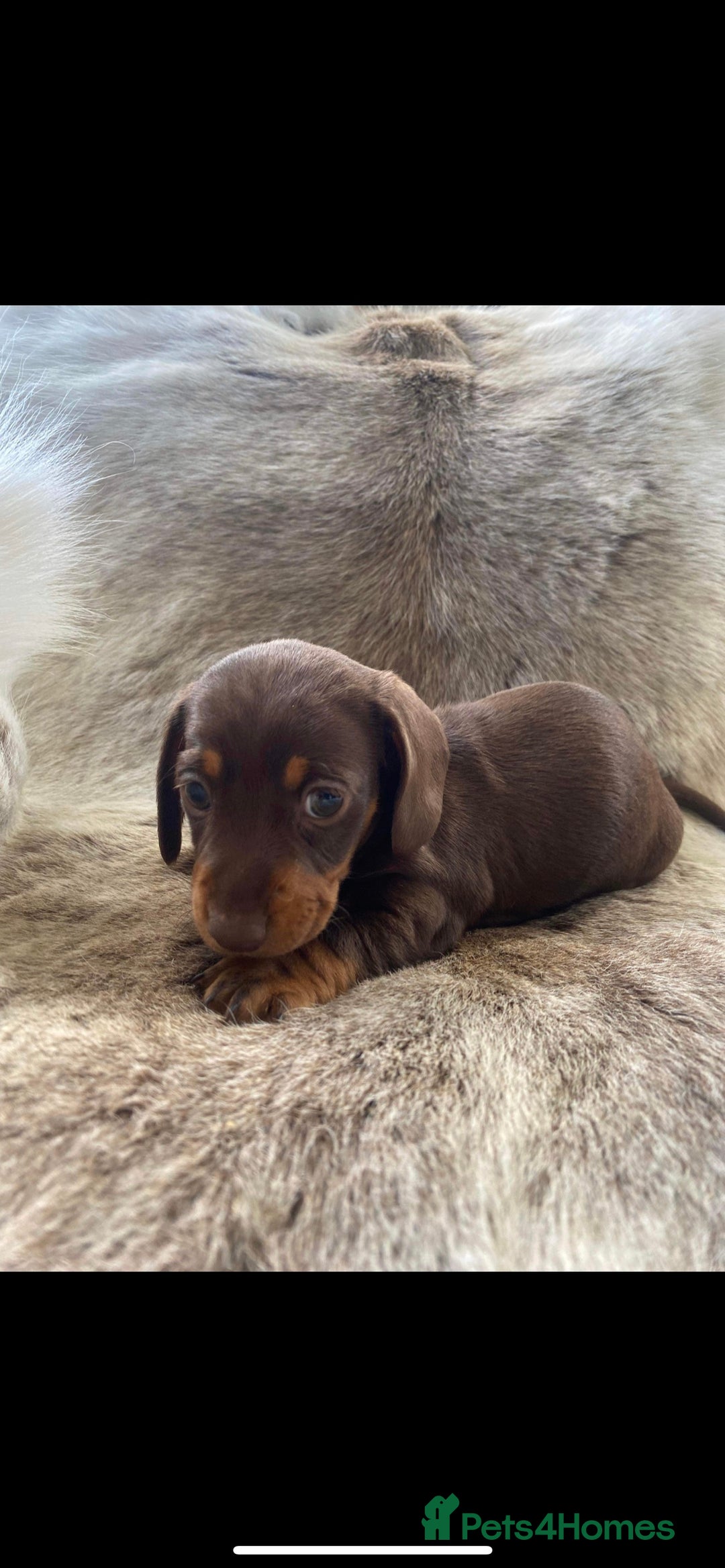 Miniature Dachshund dogs for stud: PROVEN-KC STUD minature smooth haired dachshund in Catterick Garrison - Image 12