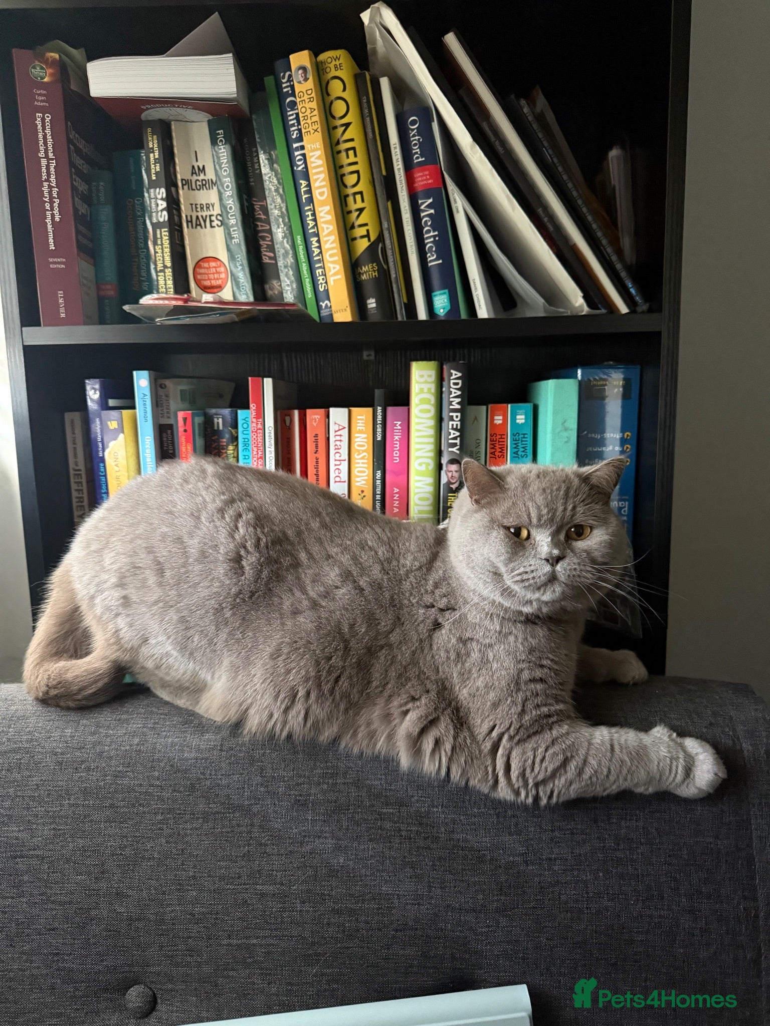 British Shorthair cats Pippin & Fred BSH - Advert 3