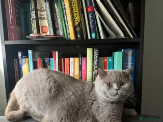 British Shorthair cats Pippin & Fred BSH - Advert 1