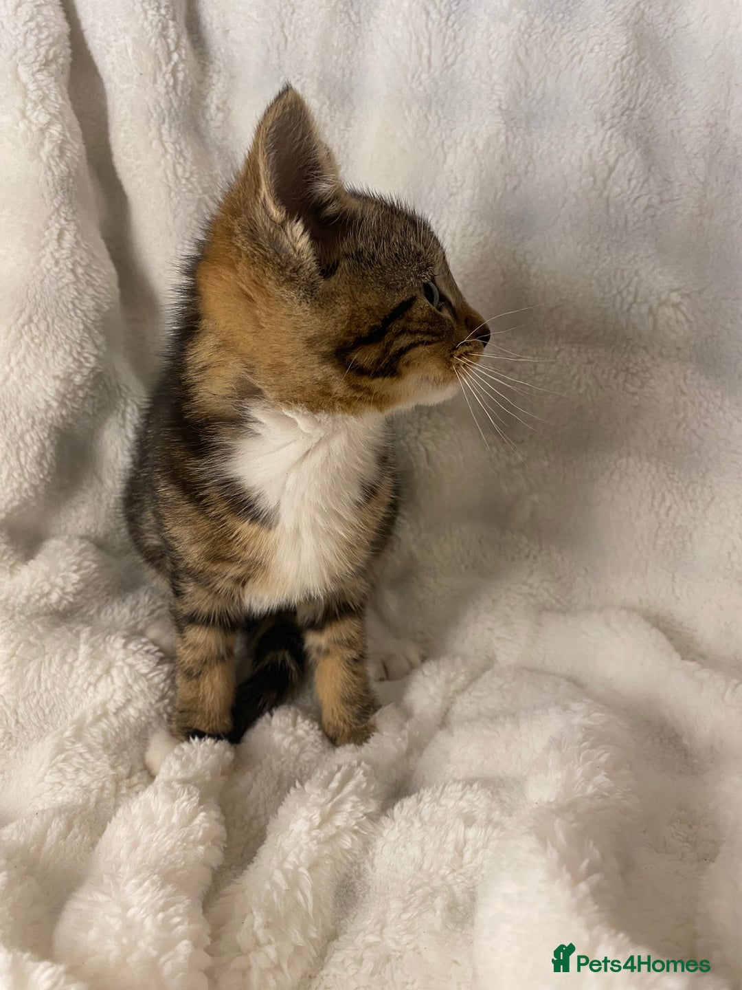 Domestic Shorthair cats for sale: Female Kitten Awaiting Its Forever Home🏡 - Advert 5