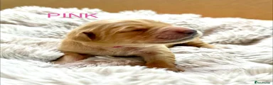 Golden Retriever Puppy - Pink