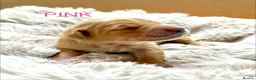 Golden Retriever dogs for sale: Adorable litter of 4 Golden Retriever puppies - Advert 11