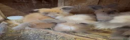 Angora rabbits for sale: Angora - Advert 6