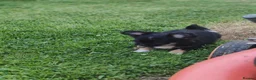 Chihuahua dogs for sale: Stunning apple dome head long coat black tri boy  in Dronfield - Advert 7