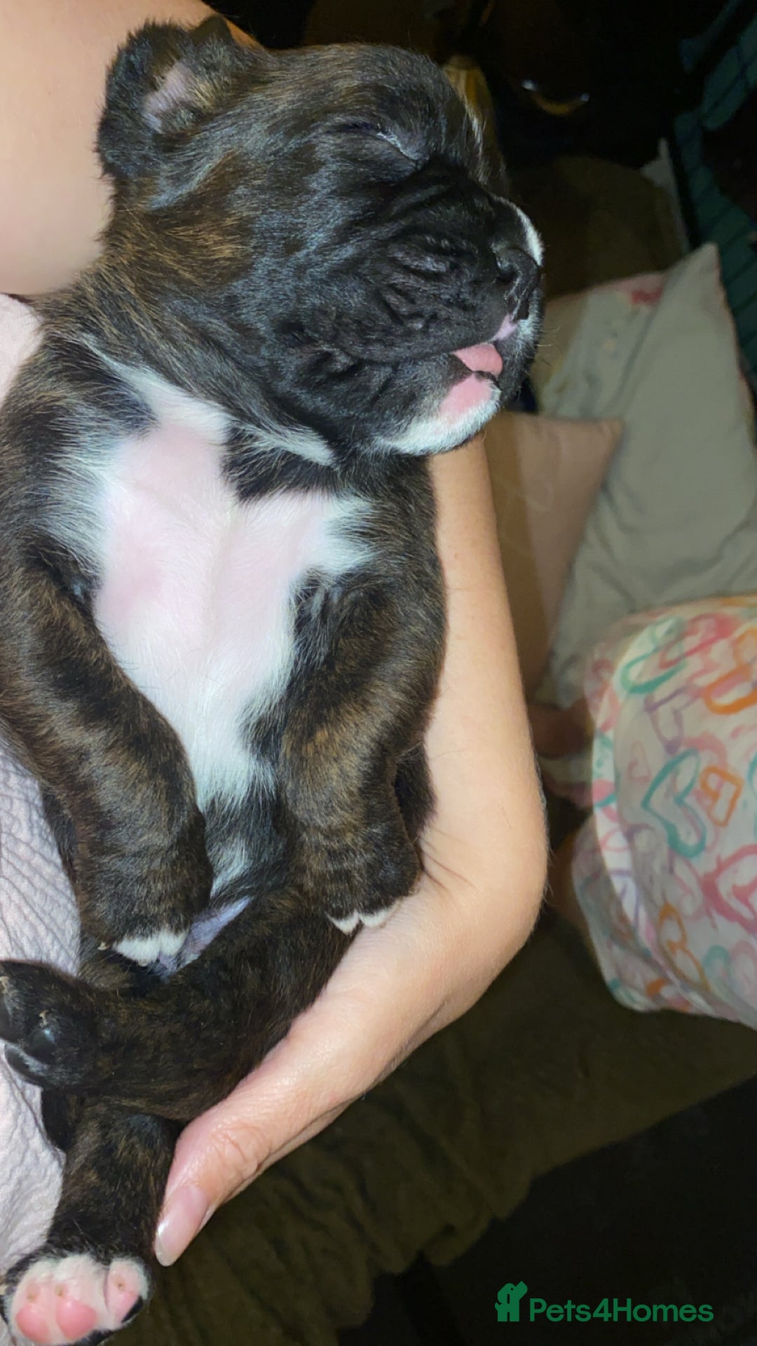 Boxer dogs for sale: Boxer  - Image 4