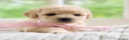 Mixed Breed dogs for sale: Stunning Shichon-poo teddies - Advert 24