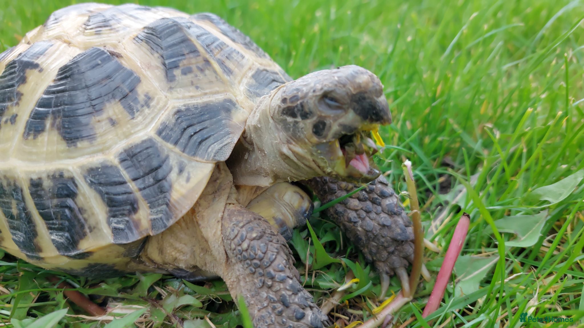 Tortoise reptiles HORSFIELD TORTOISE - Russian tortoise - Advert 13
