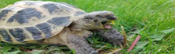 Tortoise reptiles for sale: HORSFIELD TORTOISE - Russian tortoise in Shipley - Advert 1