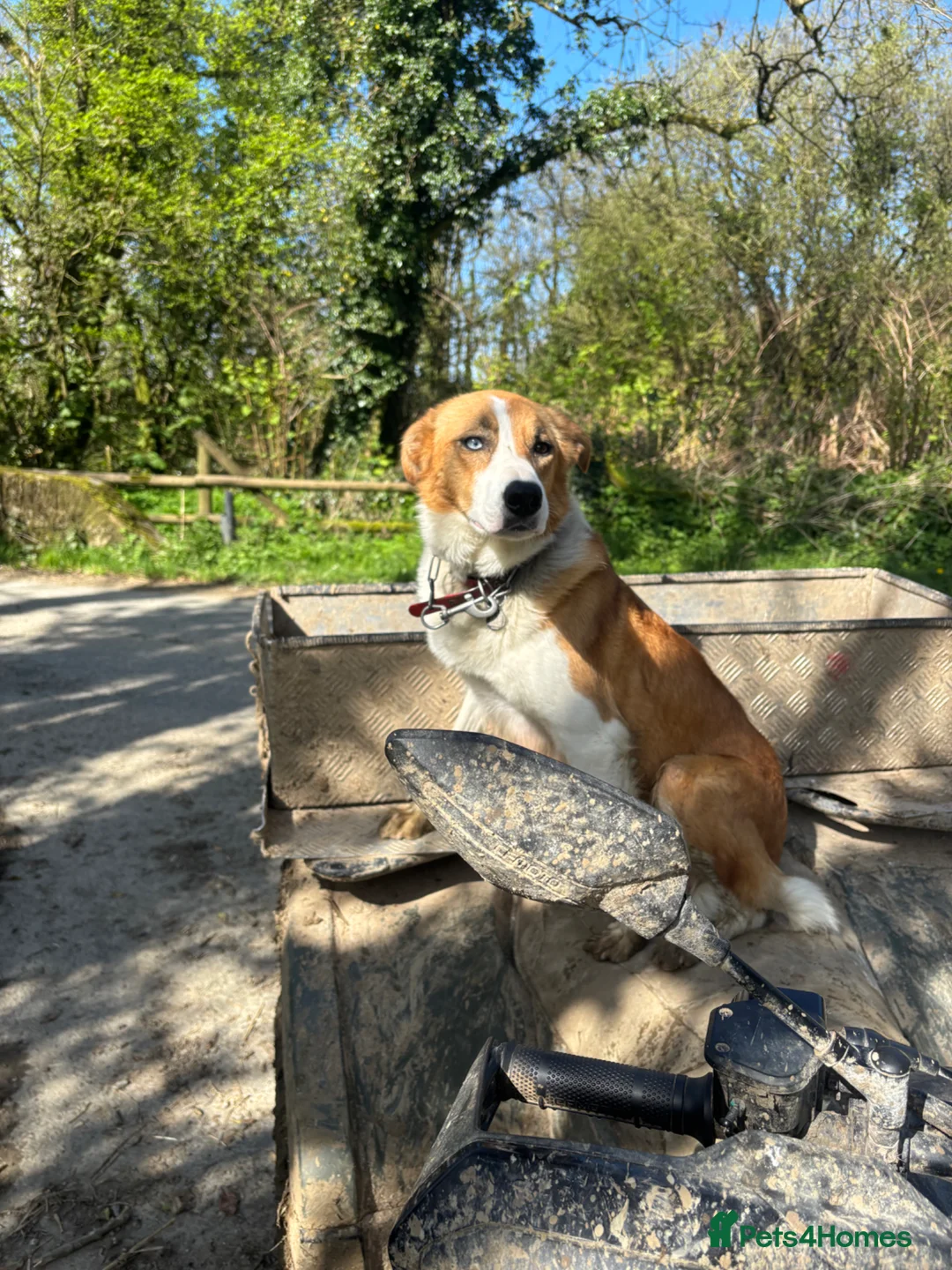 Border Collie dogs for sale: Working Border collie puppies  - Advert 1
