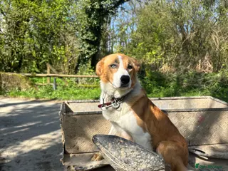 Border Collie dogs Working Border collie puppies - Advert 1