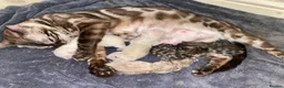 Bengal cats for sale: 🐆✨ TICA-Registered Bengals 🐆✨ - Advert 37