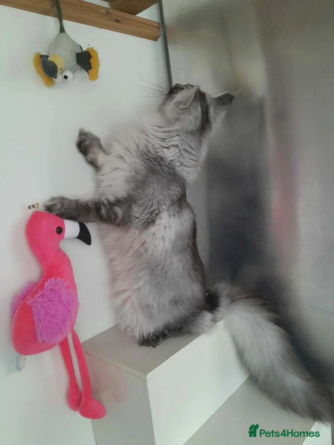 Maine Coon cats for sale: black silver/smoke TICA 3G boy&girl maine coon - Advert 19