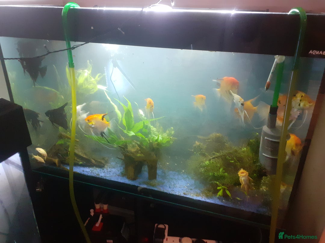 Angelfish fish for sale: Angel fish, large multicoloured mixed sex - Image 9