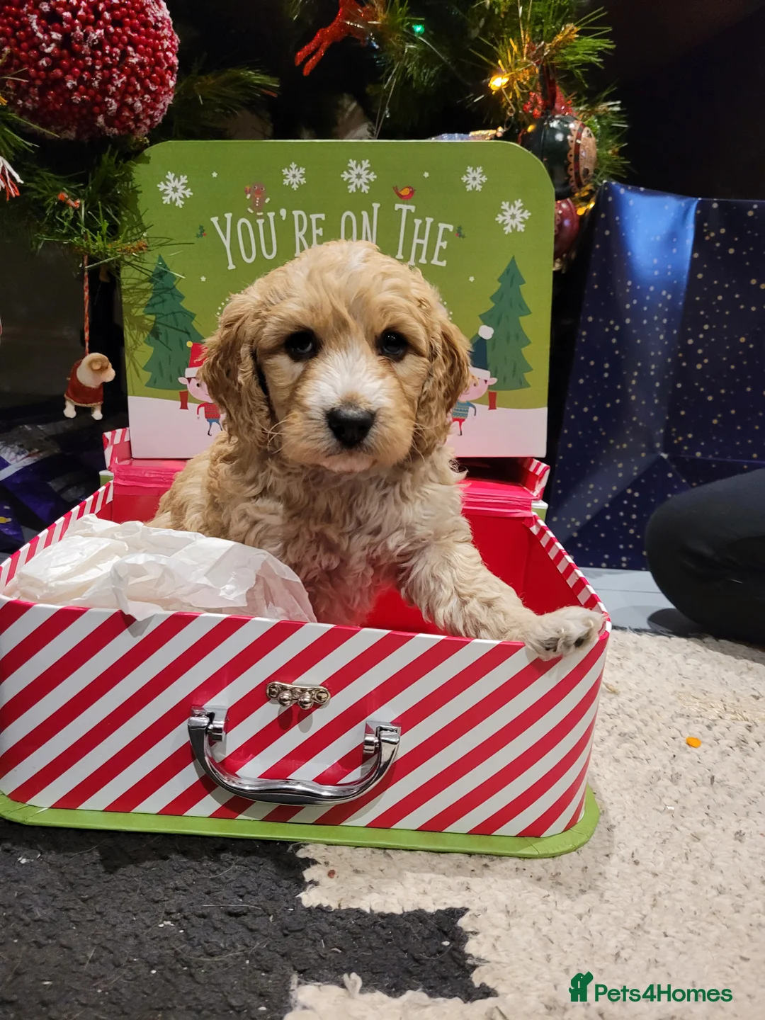 Miniature Poodle dogs for stud: Our Very handsome, charming Red Miniature Poodle  in Warrington - Advert 18