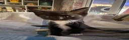 Mixed Breed cats for sale: Ragdoll mum and ginger dad  in Boston - Advert 10