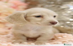 Miniature Dachshund dogs for sale: KC Registered Cream Longhair Puppies - Image 16