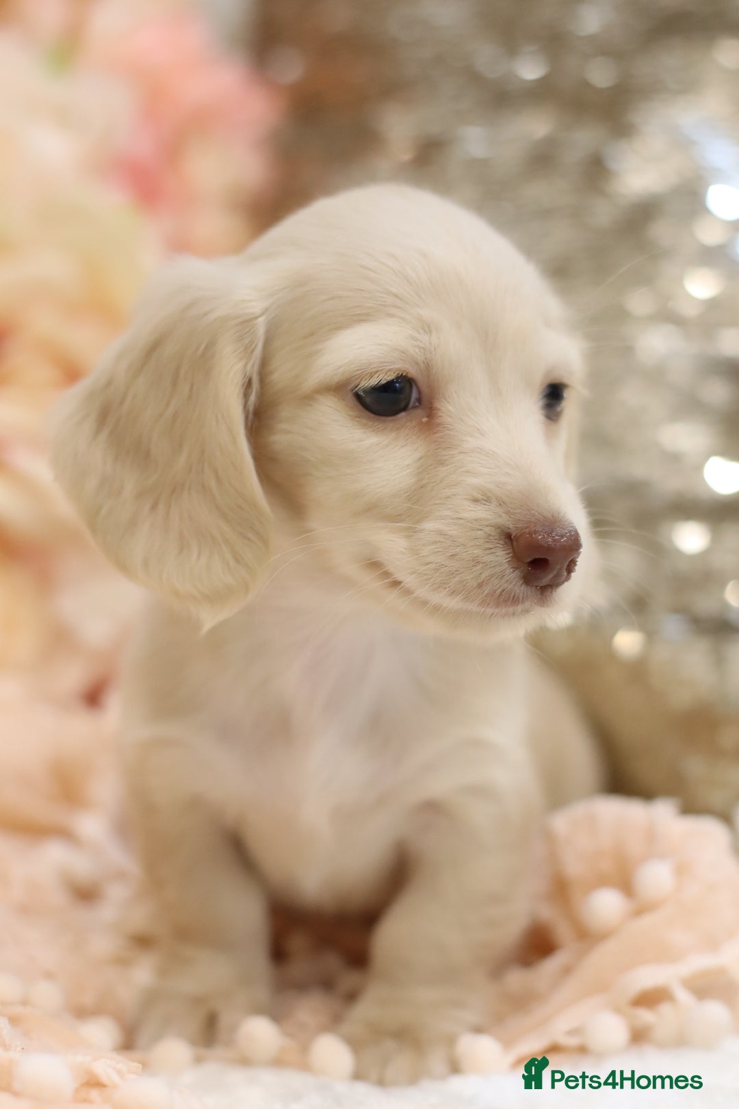 Miniature Dachshund dogs for sale: KC Registered Cream Longhair Puppies - Image 16