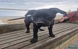 Mixed Breed dogs for sale: 9 month old Labrador cross - Image 1