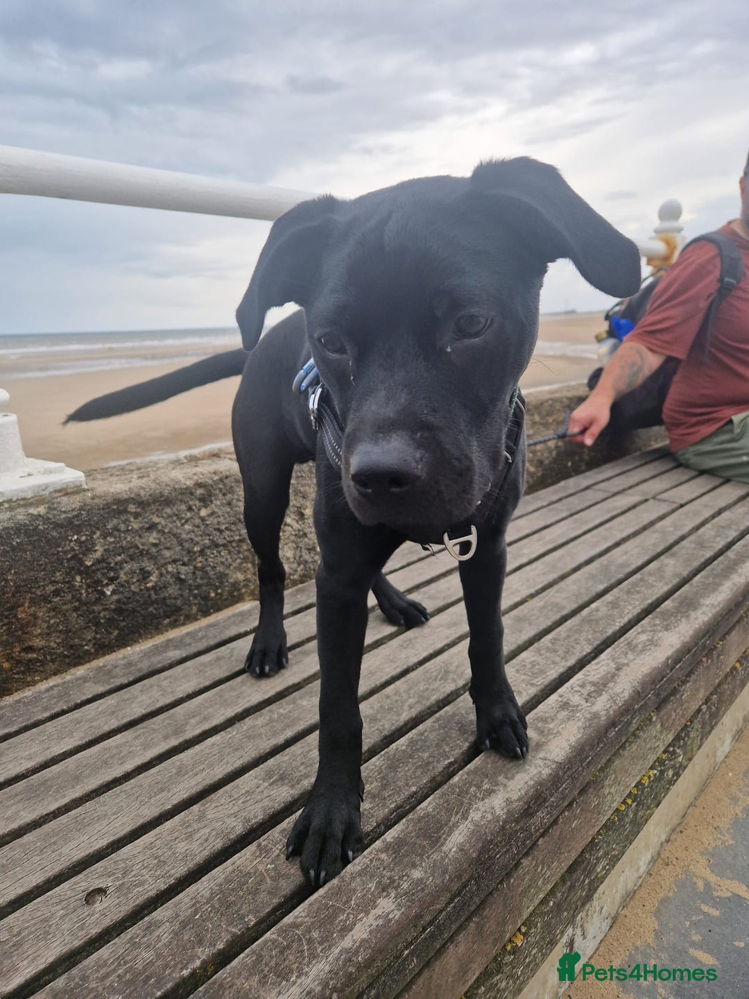 Mixed Breed dogs for sale: 9 month old Labrador cross - Image 1