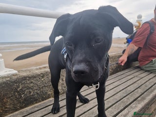 Mixed Breed dogs for sale - Advert 1