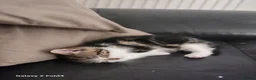 Mixed Breed cats for sale: Male kitten - Advert 3
