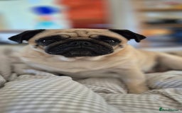 Pug dogs for sale: Gorgeous KC health tested fawn boy pug - Advert 9