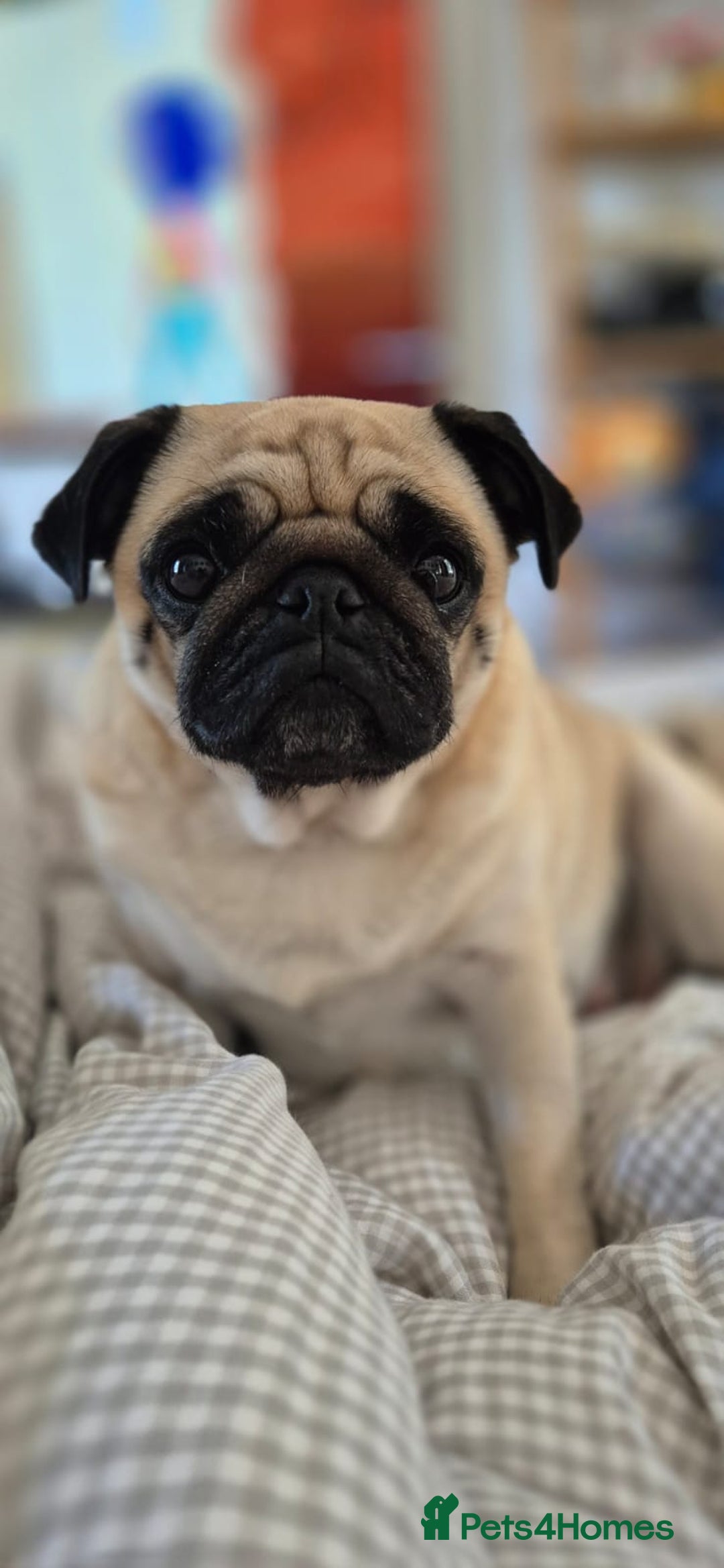Pug dogs for sale: Gorgeous KC health tested fawn boy pug - Advert 9