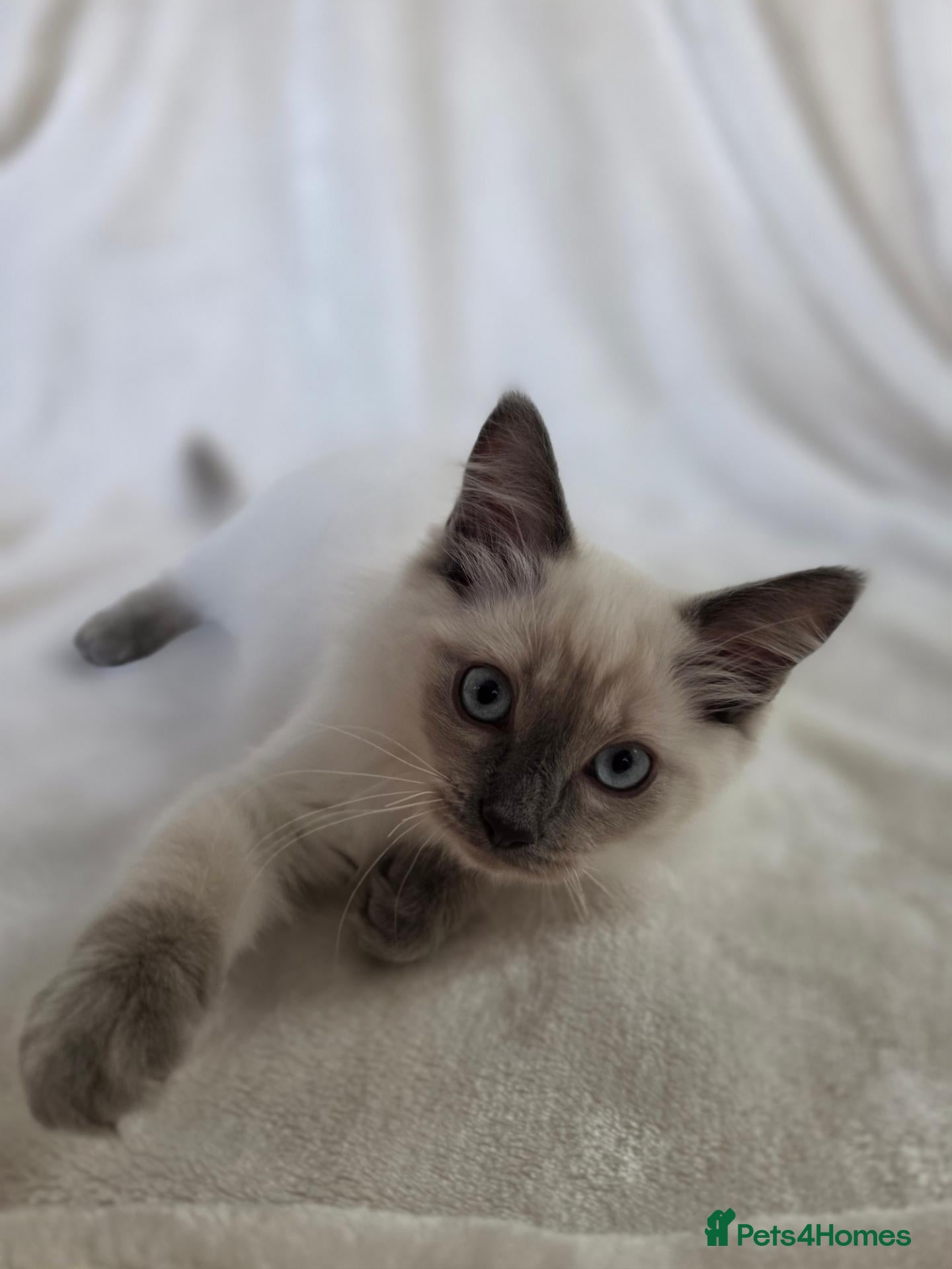Ragdoll cats Gorgeous Ragdoll Boy Kittens - Advert 1