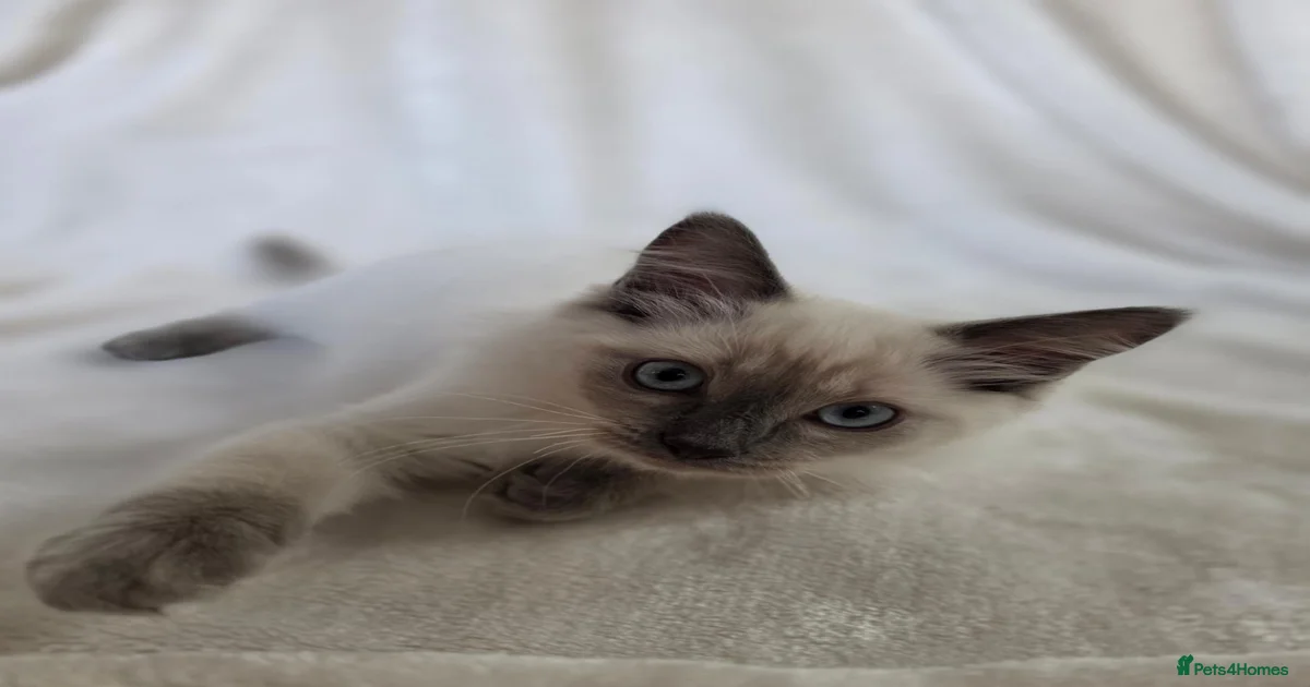 Ragdoll Kittens for sale | Pets4Homes