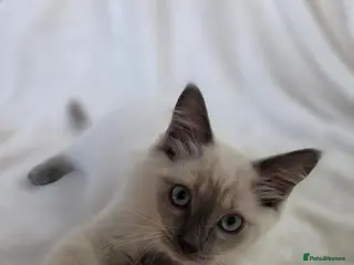 Ragdoll cats Gorgeous Ragdoll Boy Kittens - Advert 1