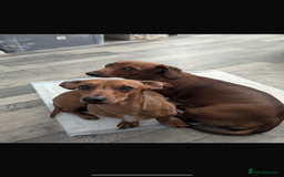 Dachshund dogs for sale: Miniature dachshund puppies  - Image 8
