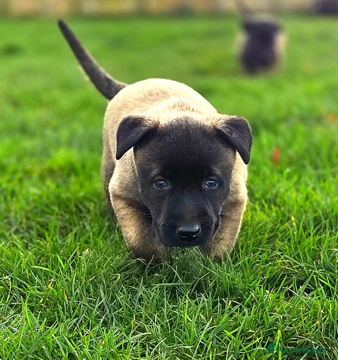Belgian Shepherd Dog dogs for sale: Dutch Herder x Mali Pups 🔥 - Advert 1