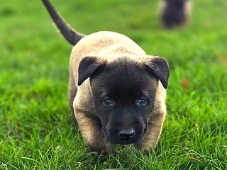Belgian Shepherd Dog dogs Dutch Herder x Mali Pups 🔥 - Advert 1
