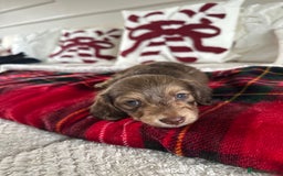 Miniature Dachshund dogs for sale: Top quality long haired miniature dachshunds  - Image 10