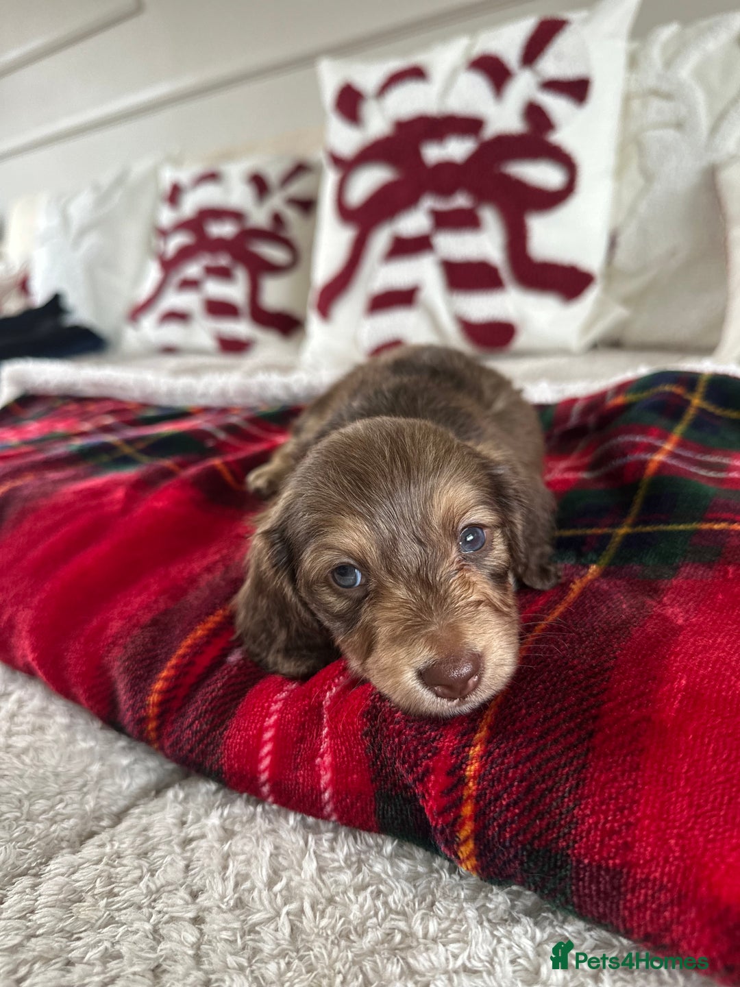 Miniature Dachshund dogs for sale: Top quality long haired miniature dachshunds  - Image 10