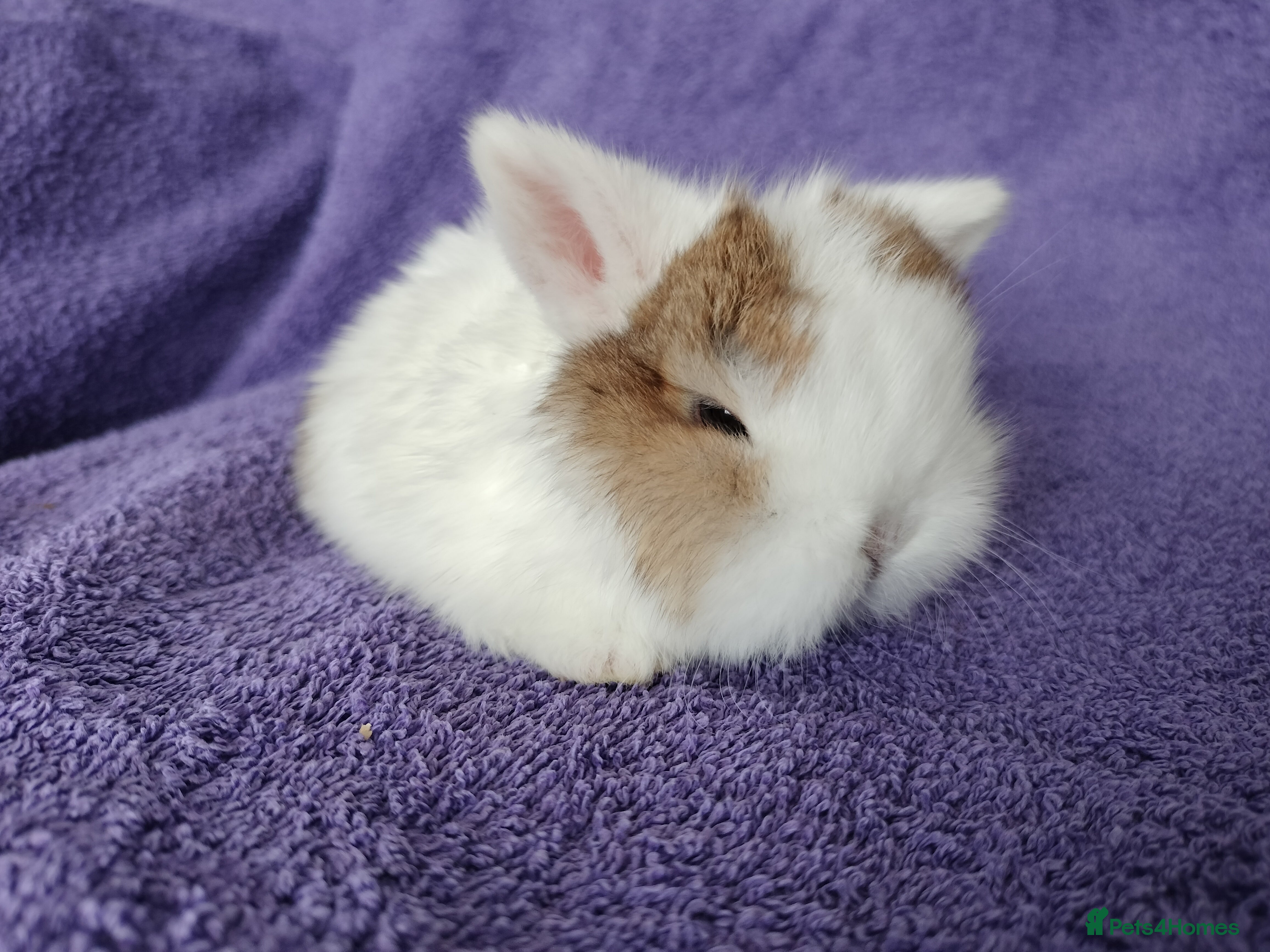 Mini Lop rabbits Baby mini lops for sale  - Advert 10