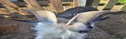 Goats livestock for sale: Intact billy very friendly  - Advert 1