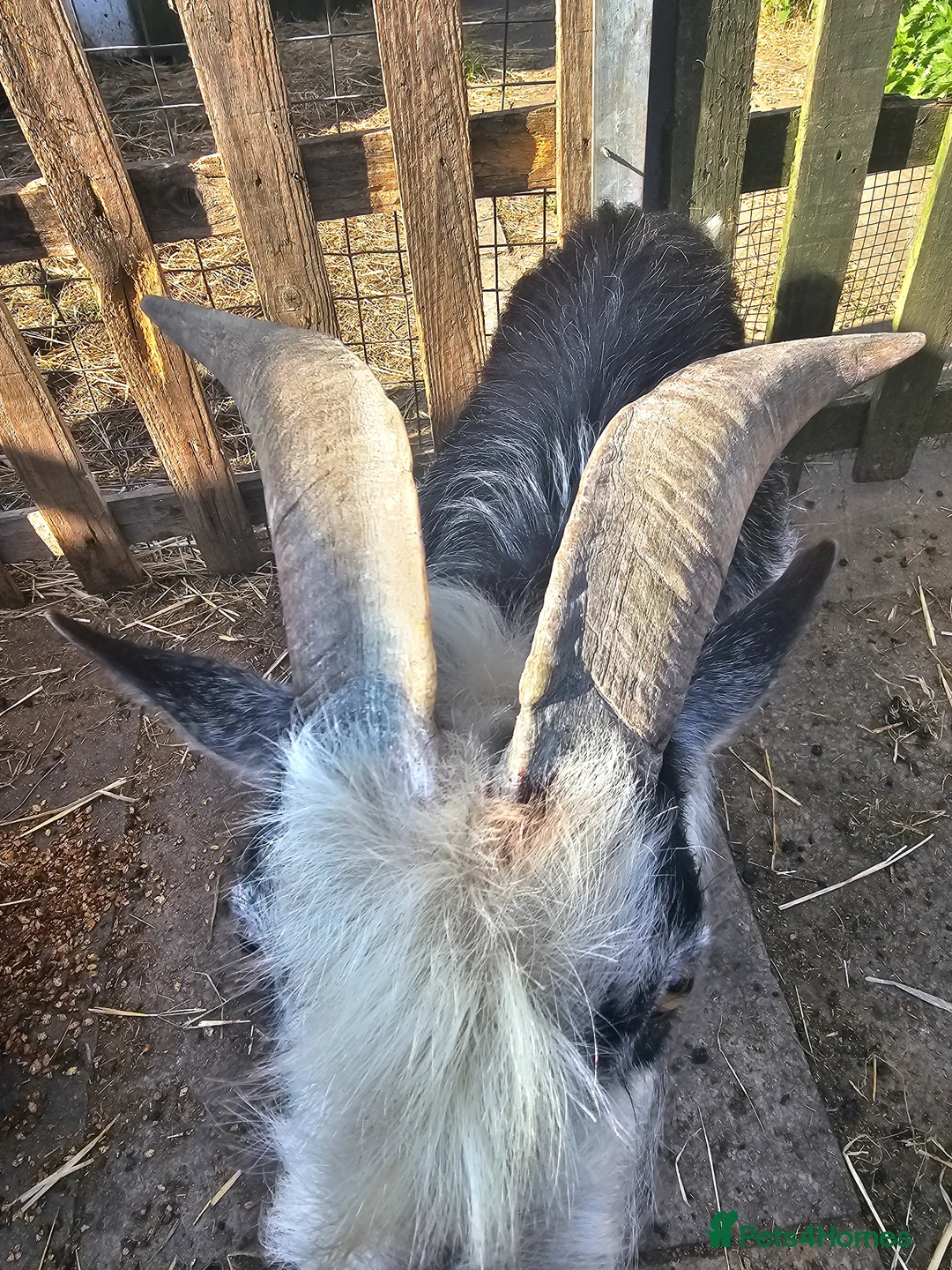 Goats livestock for sale: Intact billy very friendly  - Advert 1