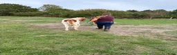 Dartmoor horses for sale: Beautiful & quiet Dartmoor Hill Colt in Colchester - Advert 11