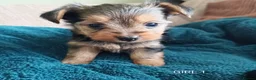 Yorkshire Terrier dogs for sale: Yorkshire terrier puppies  in Mansfield - Advert 4