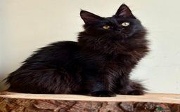 Maine Coon cats for sale: Beautiful pure bread maine coon kittens  - Image 12