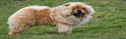 Chow Chow dogs for stud: Handsome Shaded Red Hungarian Import at stud - Advert 3