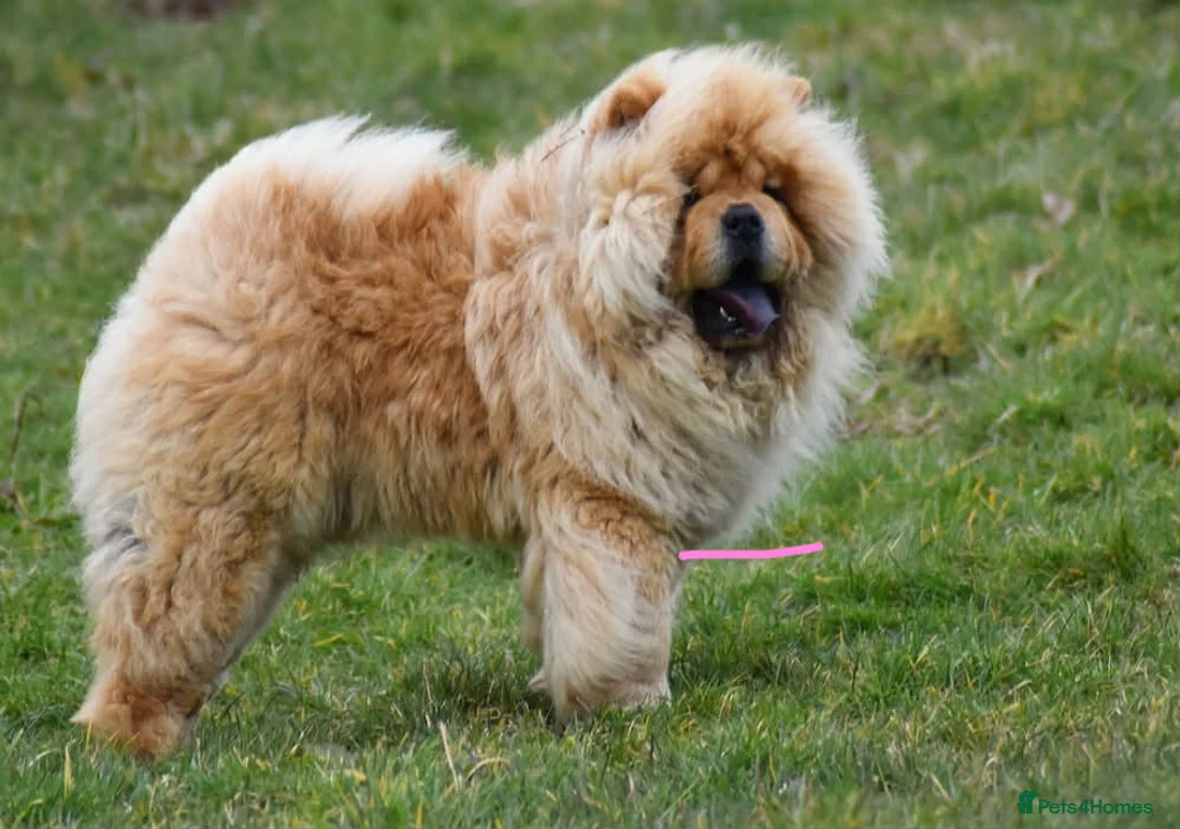 Chow Chow dogs for stud: Handsome Shaded Red Hungarian Import at stud - Advert 3