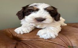Cockapoo dogs for sale: Cockapoo puppies. Fully DNA tested.  - Image 1