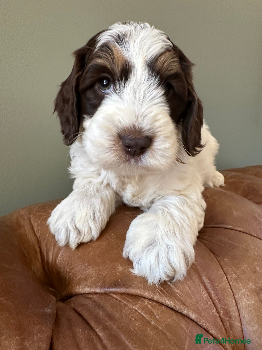 Cockapoo dogs for sale: Cockapoo puppies. Fully DNA tested.  - Image 1