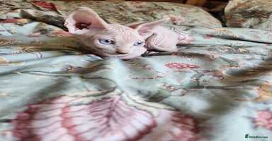Sphynx cats - Advert 1
