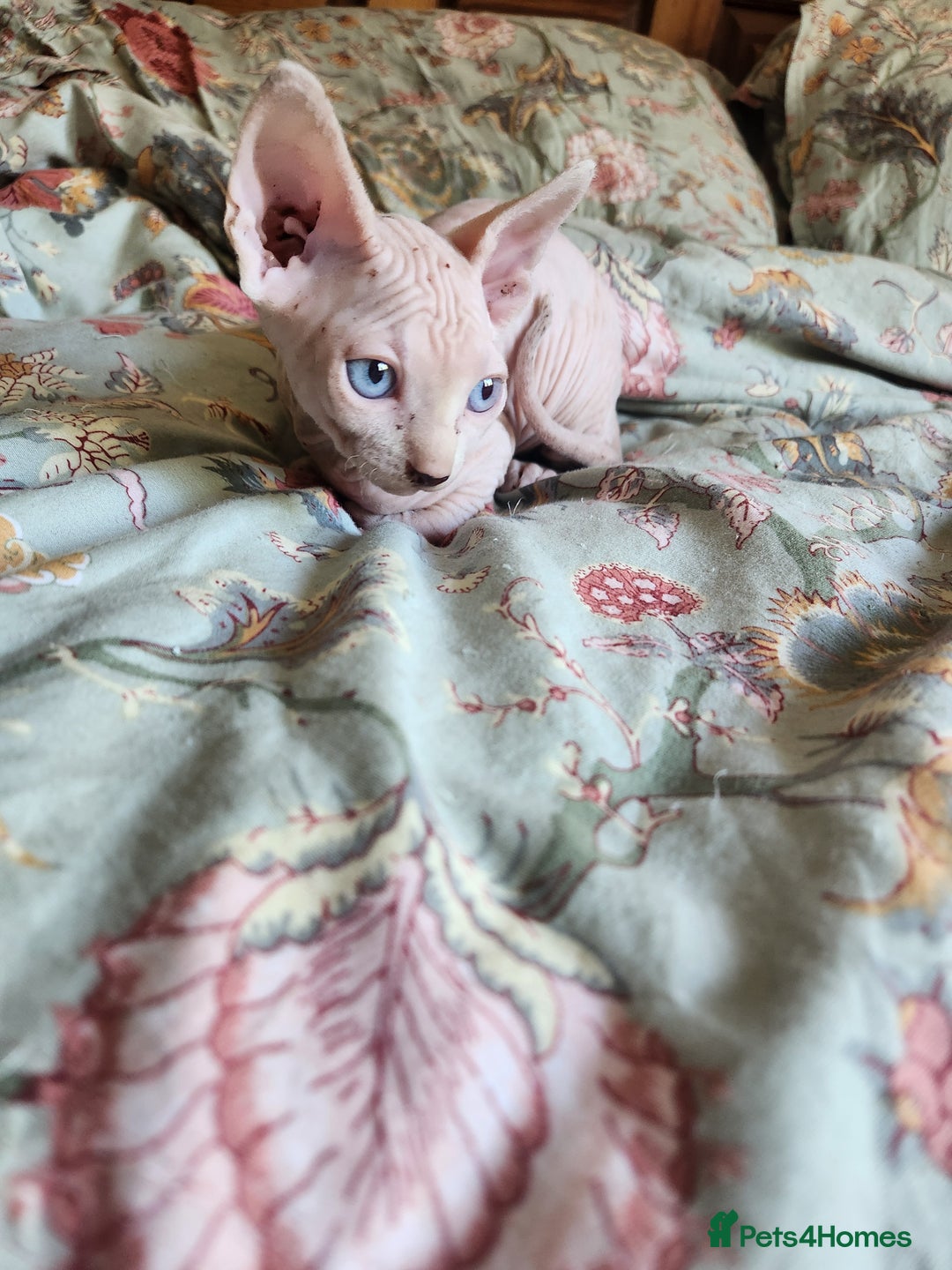 Sphynx cats for sale: Sphynx male - Image 2
