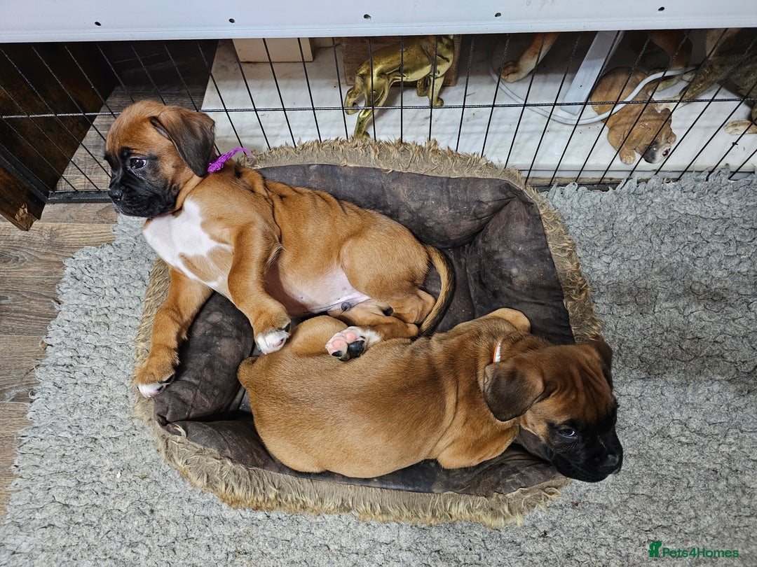 Boxer dogs for sale: BOXER PUPPIES FOR SALE  - Image 21